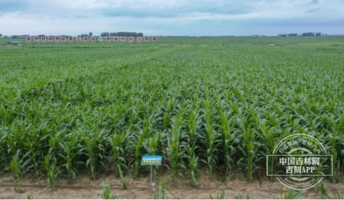 保衛(wèi)黑土地 筑牢大糧倉(cāng)丨百萬(wàn)畝核心示范區(qū) 梨樹(shù)模式 之光