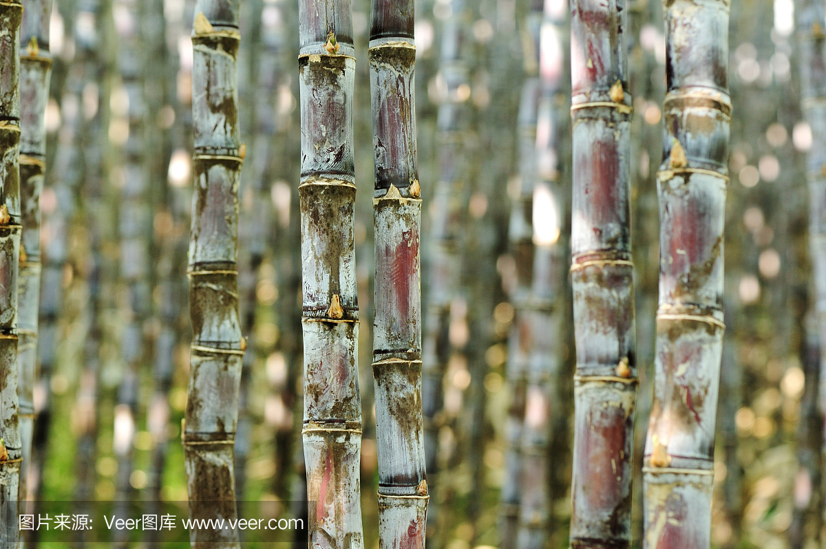 甘蔗在田間種植