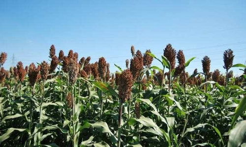 來(lái)自農(nóng)村的 假甘蔗 ,味道比甘蔗還甘甜,北方人的最?lèi)?ài)