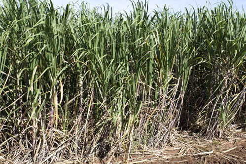 最高補(bǔ)貼1150元一畝,廣西多地出臺2020年種糖料蔗補(bǔ)貼政策