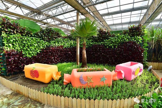 在趣味化的游覽過(guò)程中全面了解糖的科普知識(shí),熟知各種糖料作物,制糖