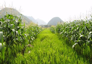 紅薯地套種玉米有什么優(yōu)勢(shì)